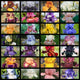 Get Them All Tall Bearded Iris Collection