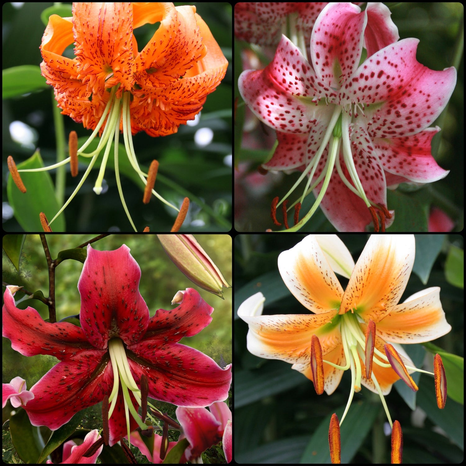 Turkish Cap Lily Collection