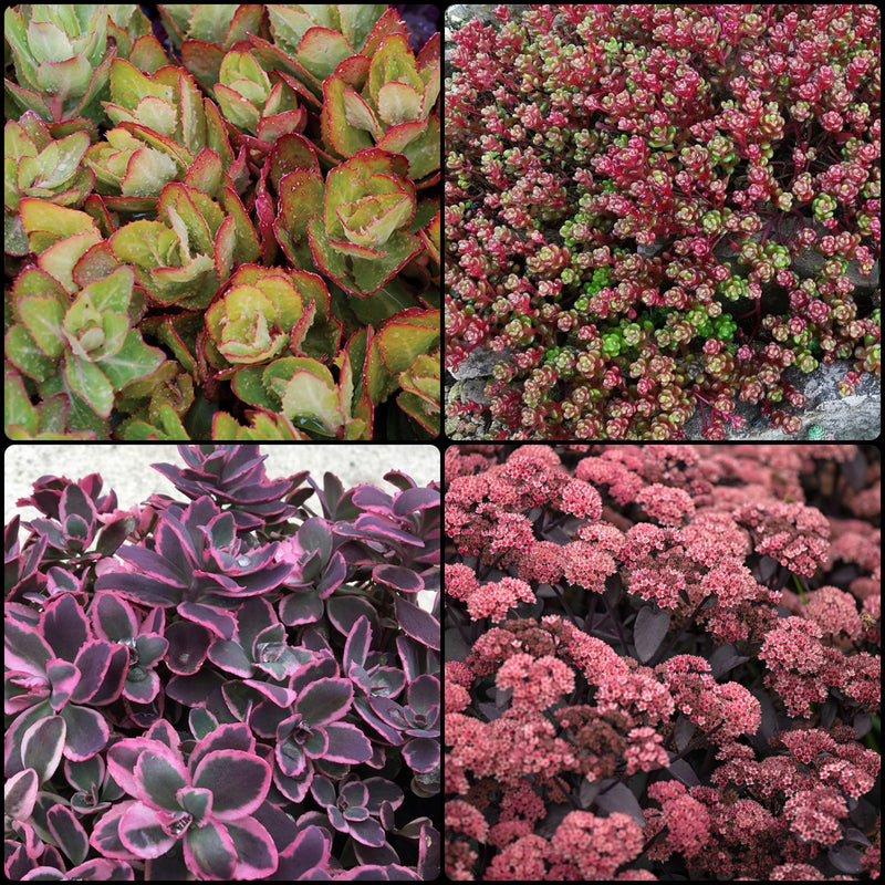 Sedum Collection