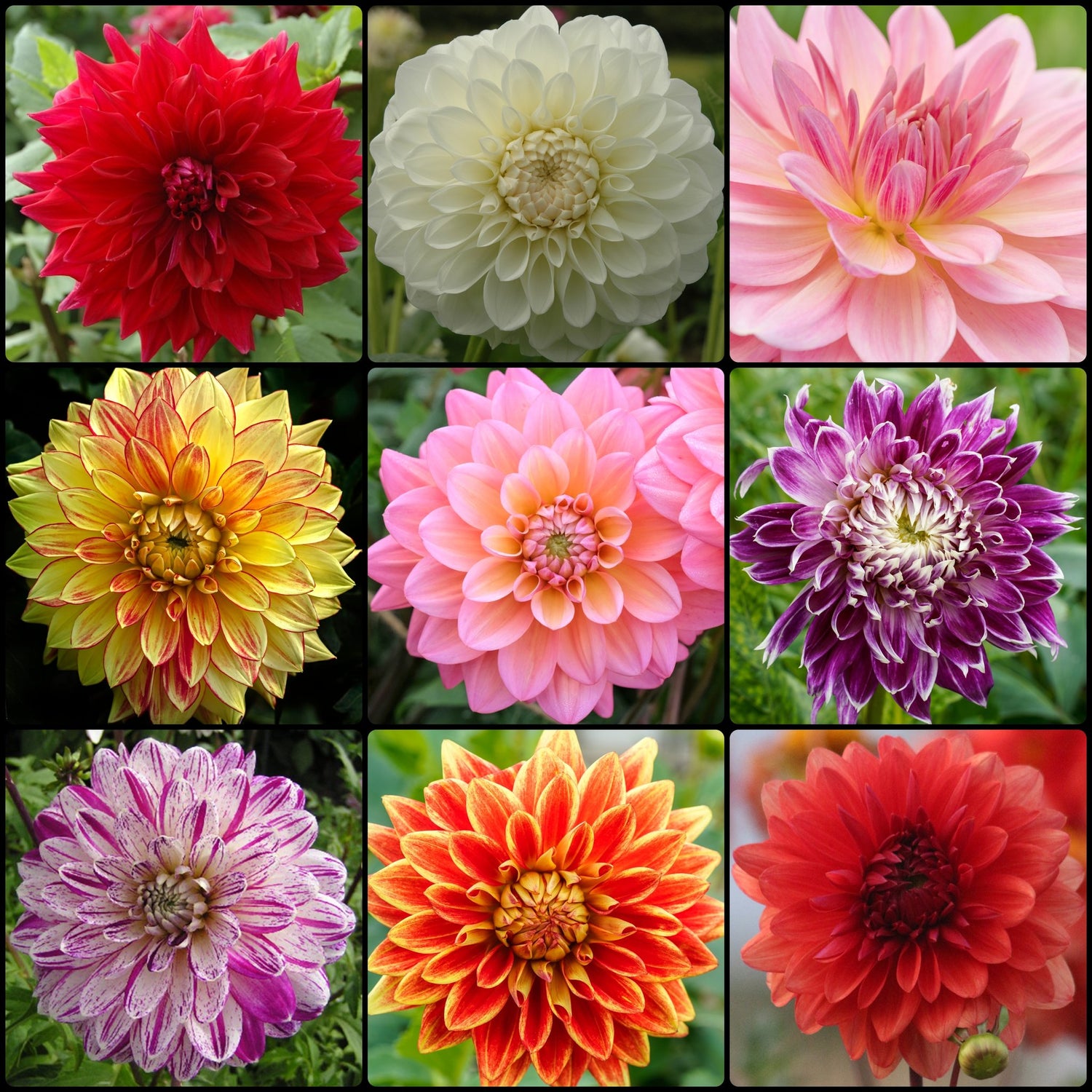 Delightful Dahlia Collection