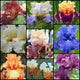 Top Notch Iris Collection