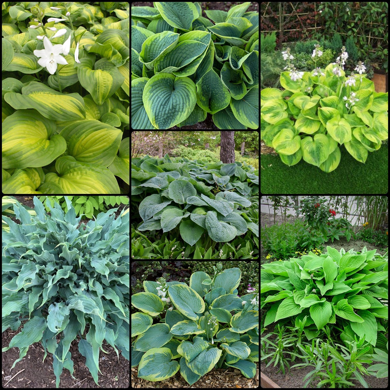 Giant Hosta Collection