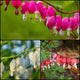 Spring Bleeding Heart Collection