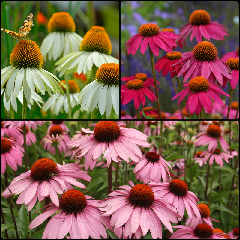 Beginner's Coneflower Collection