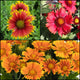 Blanket Flower Collection