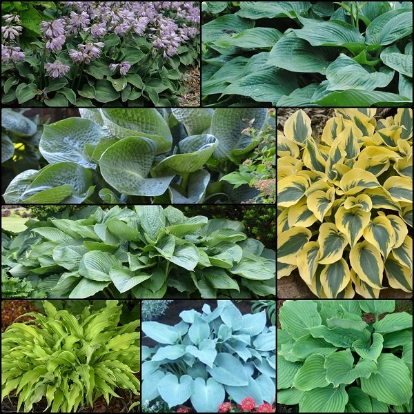 Top 15 Hosta Collection