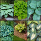 Colossal Hosta Collection