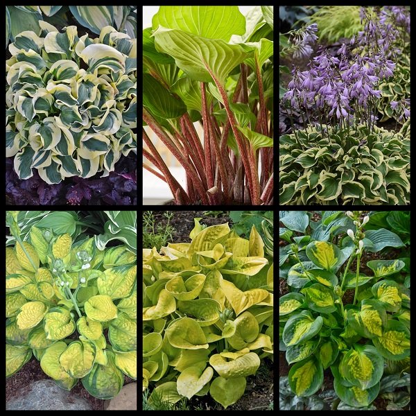 Dwarf Hosta Collection