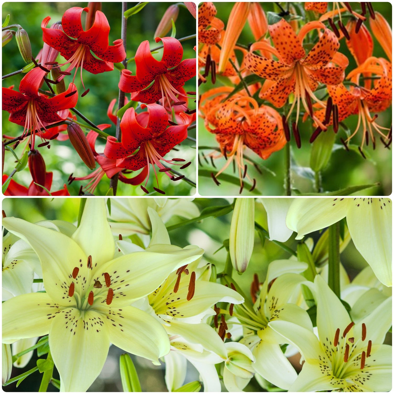 Tiger Lily Collection