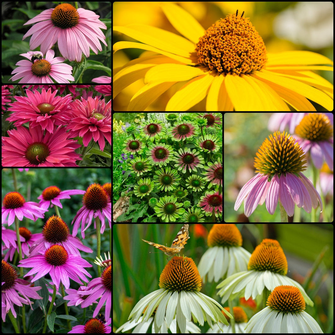 Connoisseur's Coneflower Collection