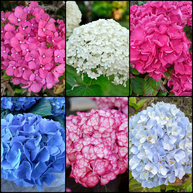 Hydrangea Collection