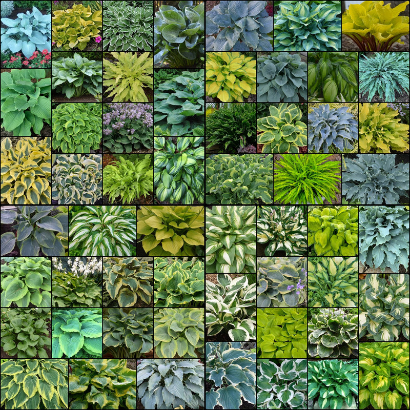 Get Them All Hosta Collection