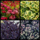 Sedum Collection