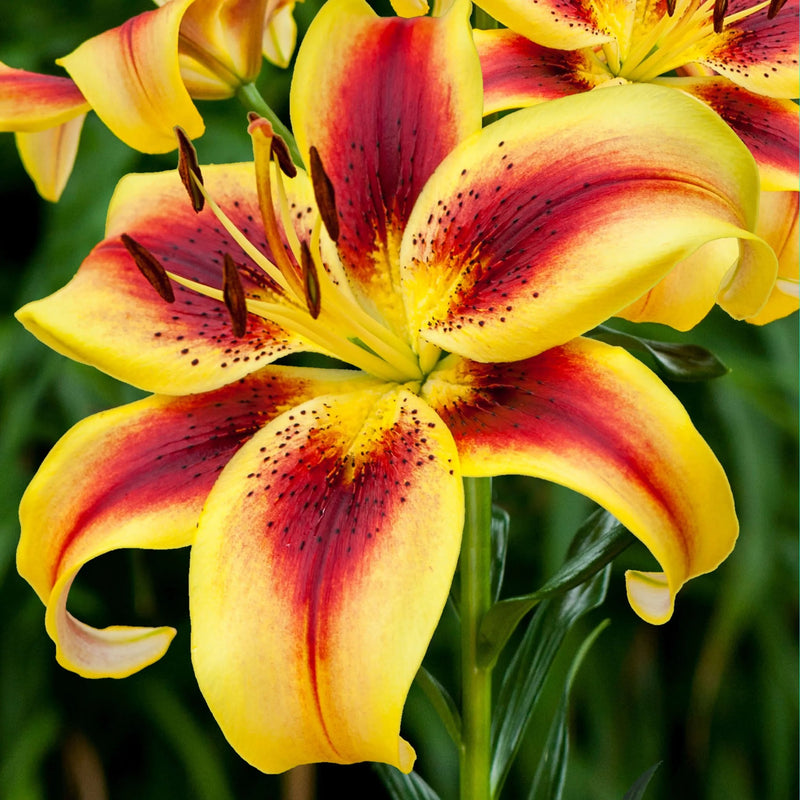 Specialty Lily Collection