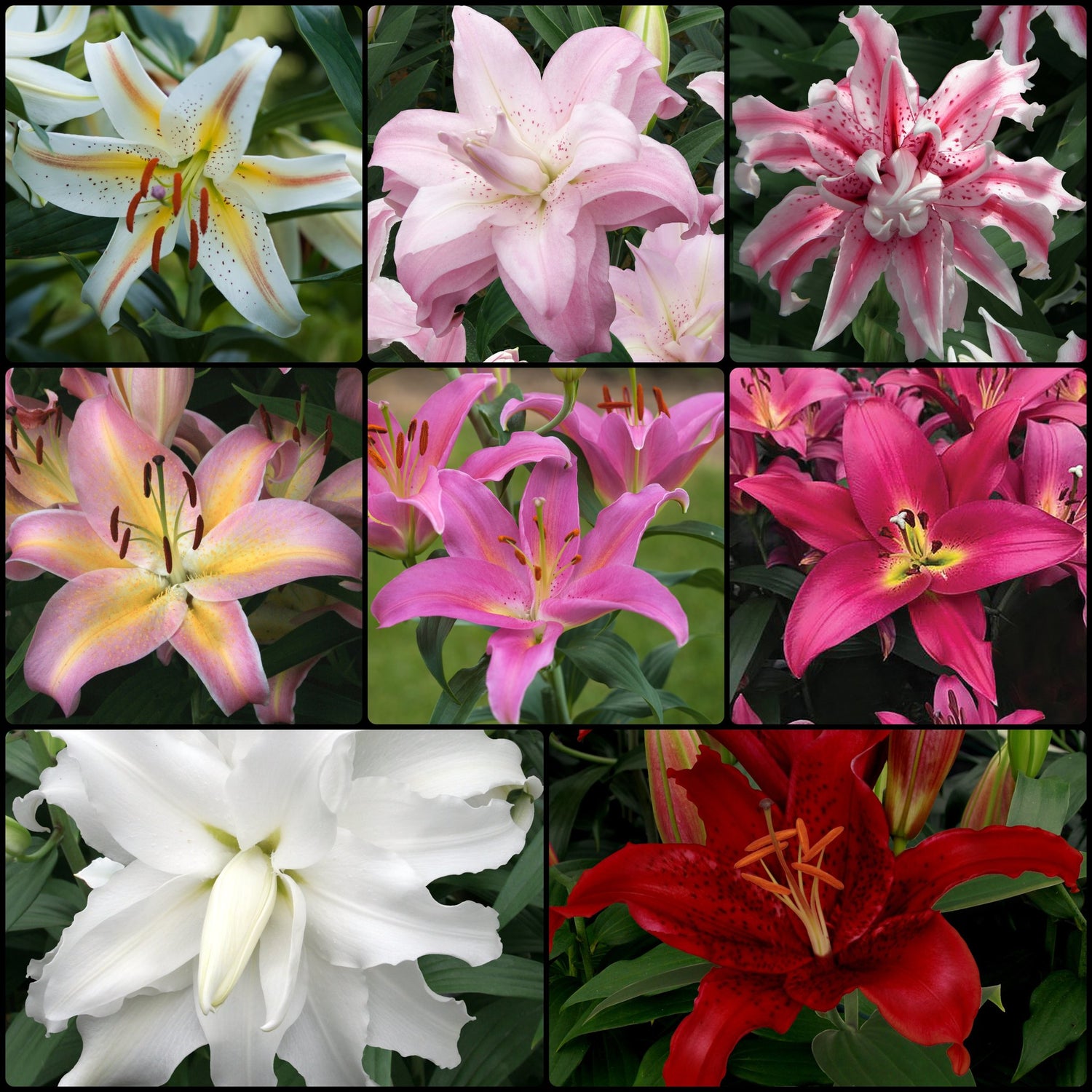 Oriental Lily Collection