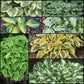 Dwarf Hosta Collection