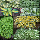 Dwarf Hosta Collection