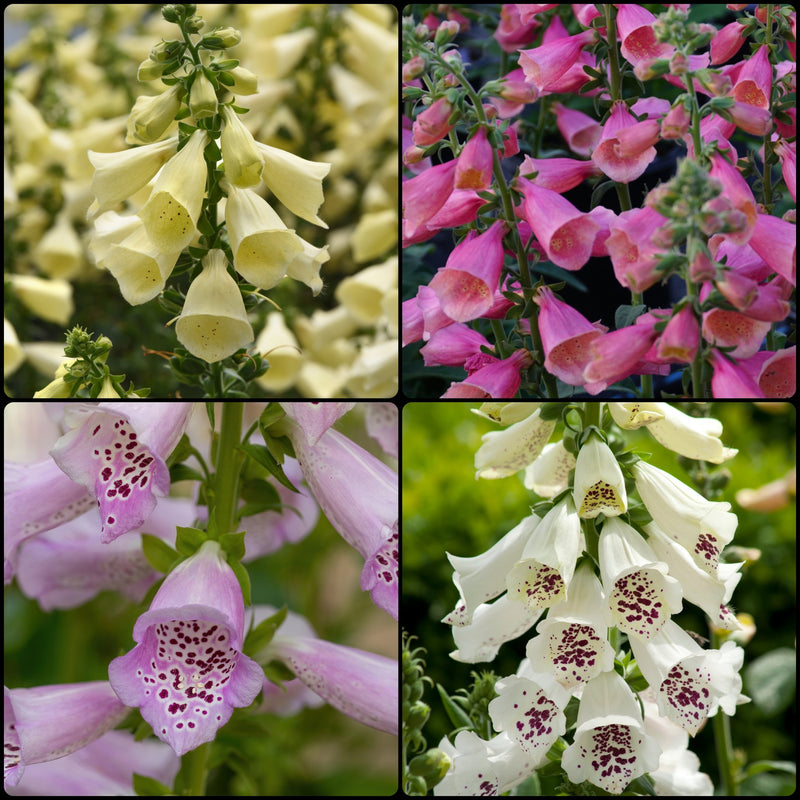 Foxglove Collection