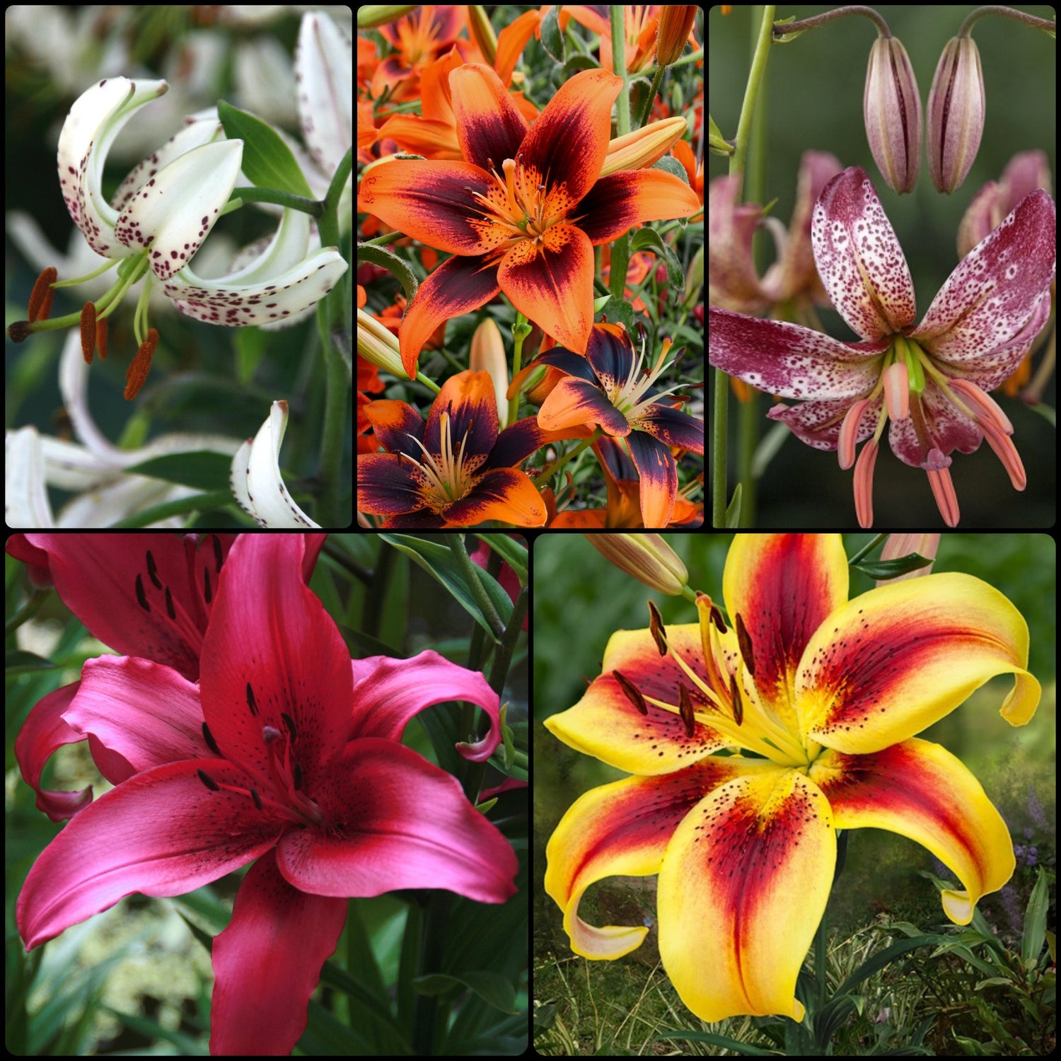 Speciality Lily Collection