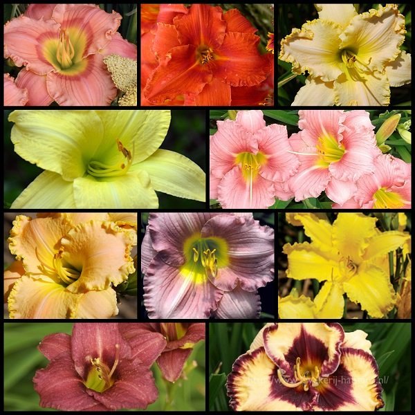 Fragrant Daylily Collection