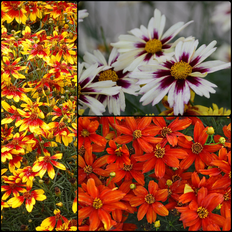 Coreopsis Collection