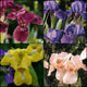 Dwarf Iris Collection