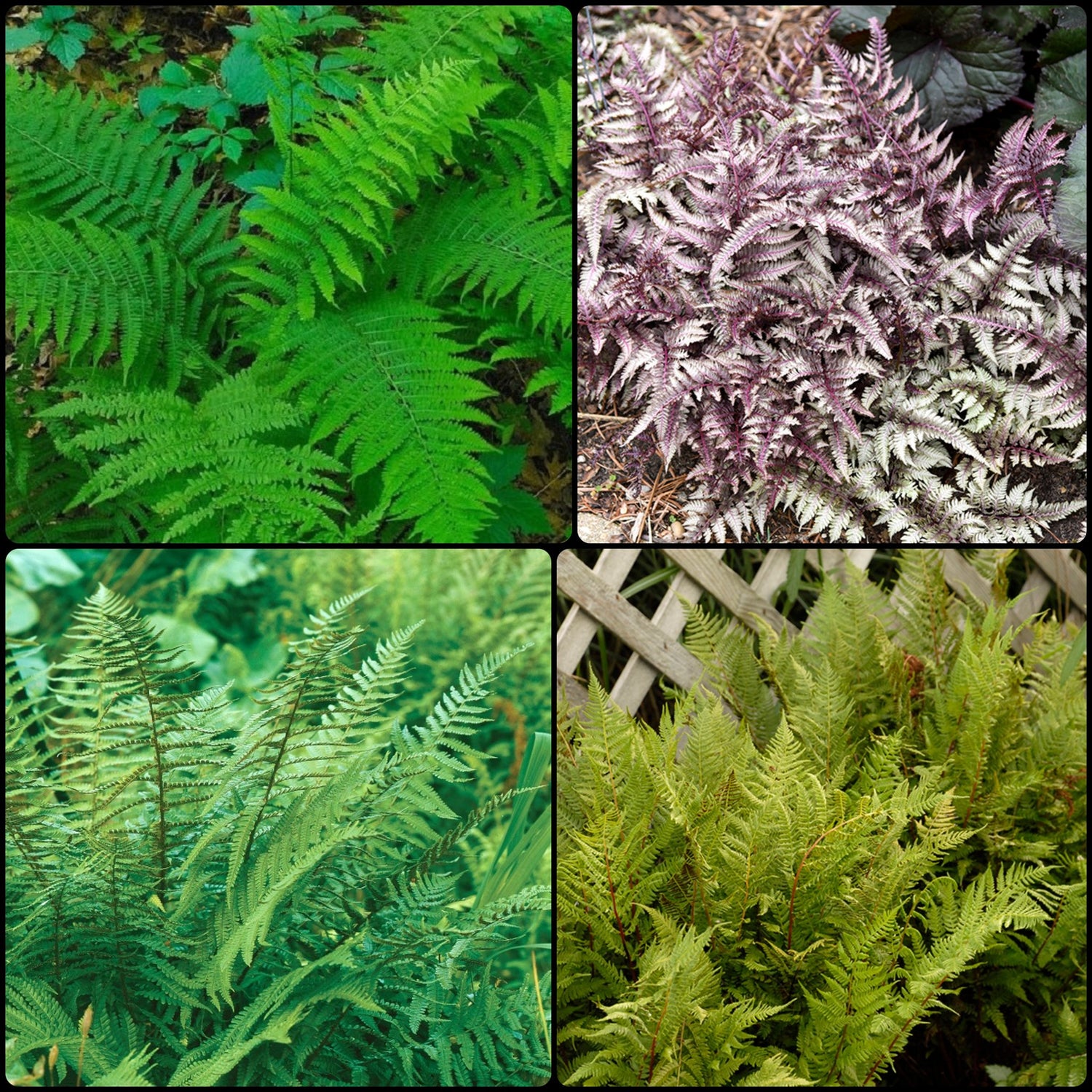 Spring Where the Fern Grows Collection