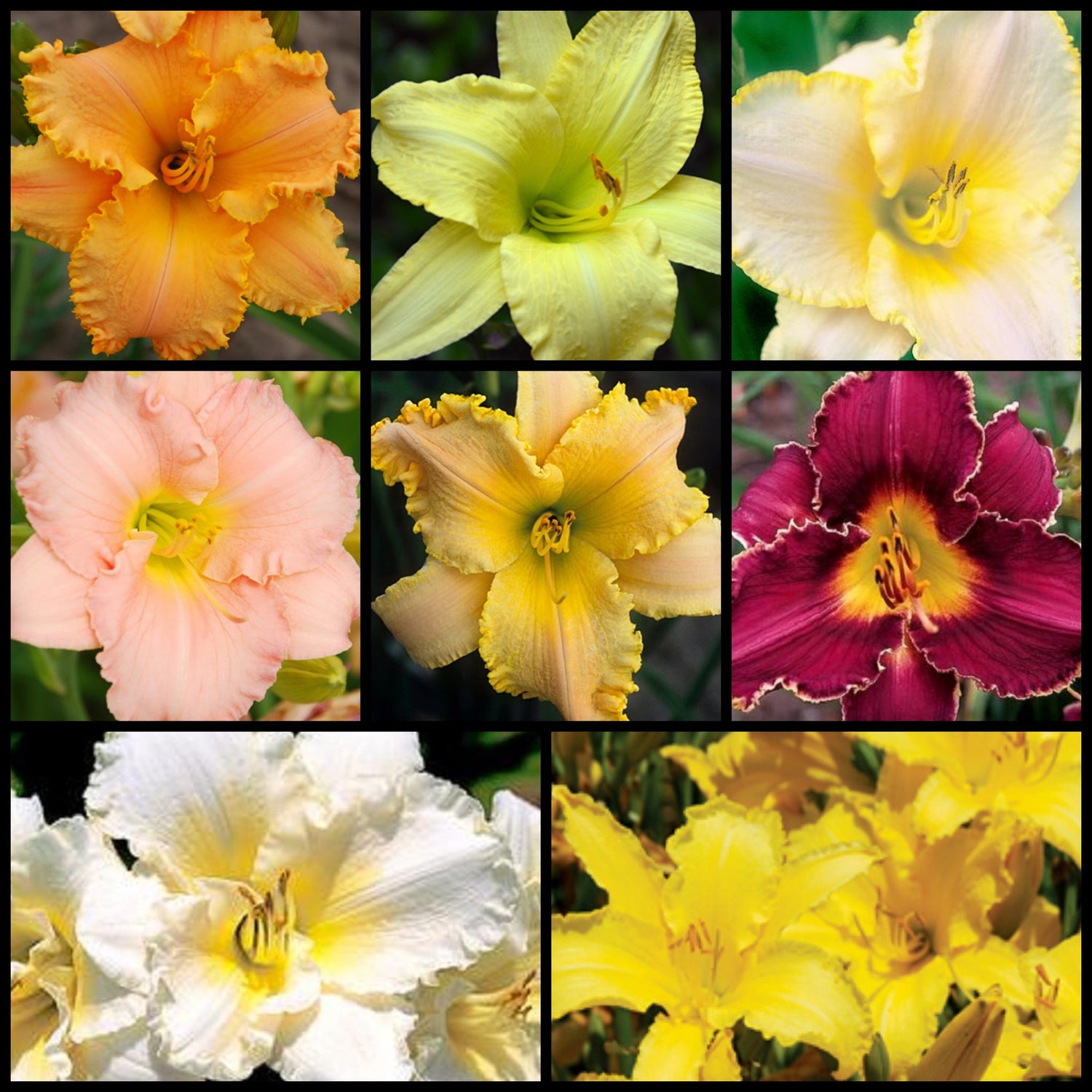 Sampler Daylily Collection