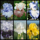 Gardener's Perfume Iris Collection