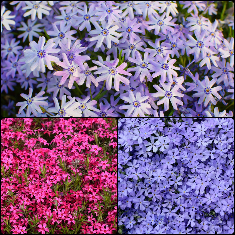 Jeepers Creepers Phlox Collection