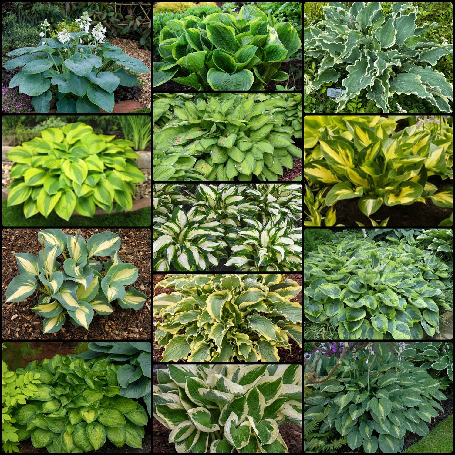 Tall Hosta Collection