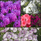 Tall Garden Phlox Collection