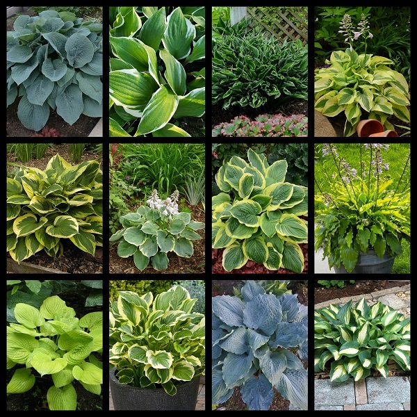 Medium Hosta Collection