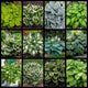 Tall Hosta Collection