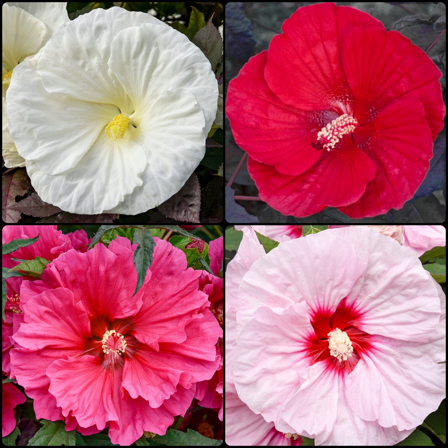 Hibiscus Lovers Collection