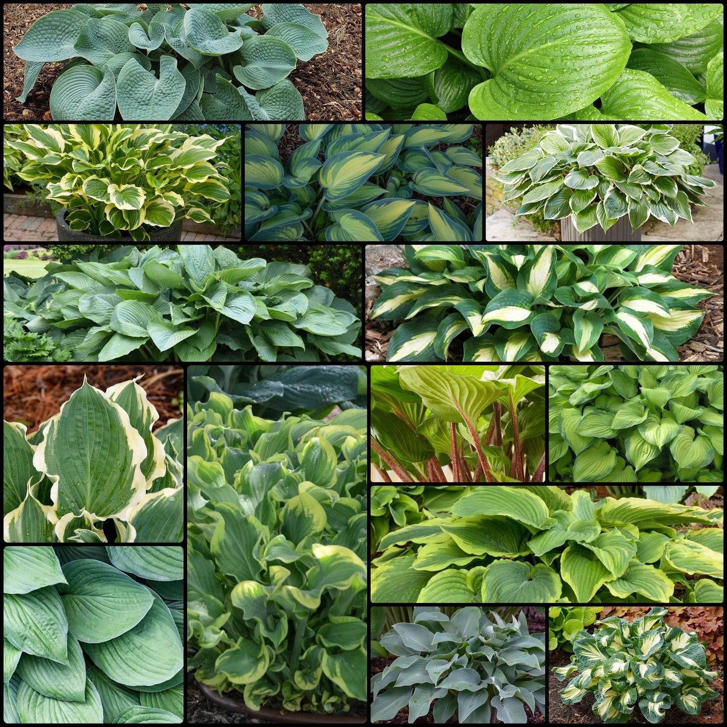 Top 15 Hosta Collection