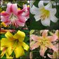 Trumpet Lily Collection