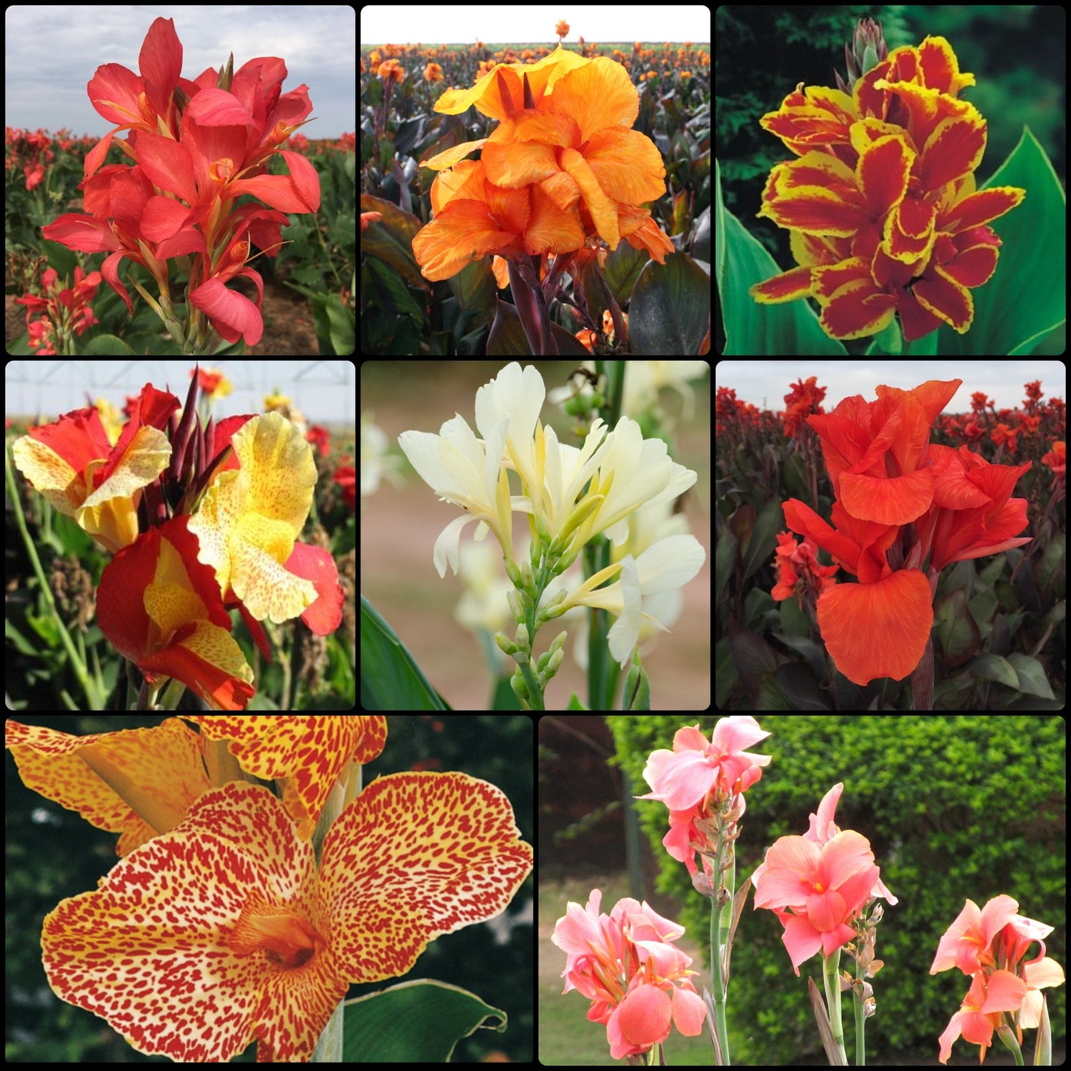 Canna Collection