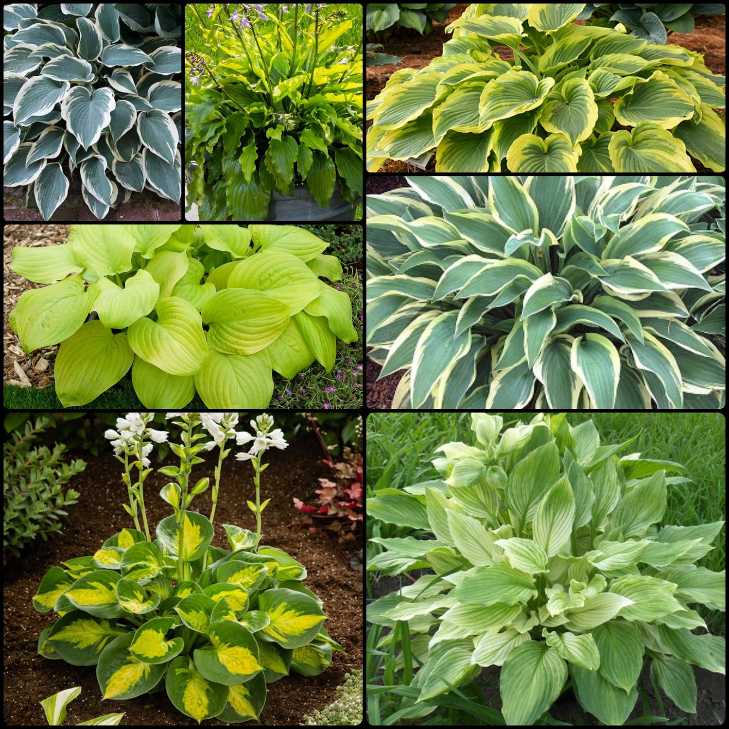 Medium Hosta Collection