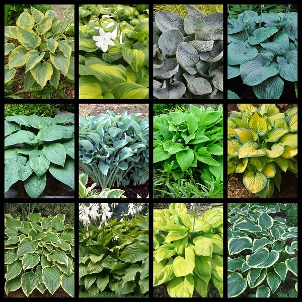 Giant Hosta Collection