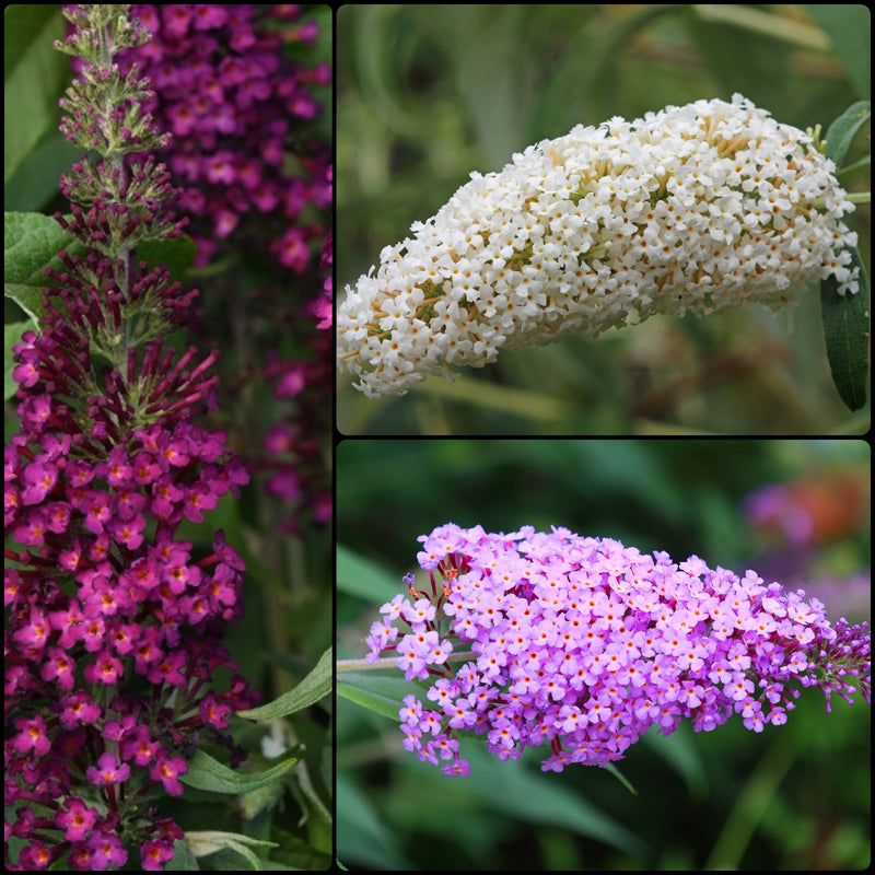 Butterfly Bush Collection