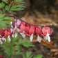 Spring Bleeding Heart Collection