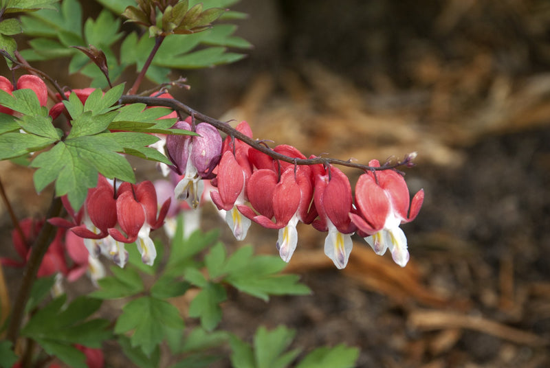 Spring Bleeding Heart Collection