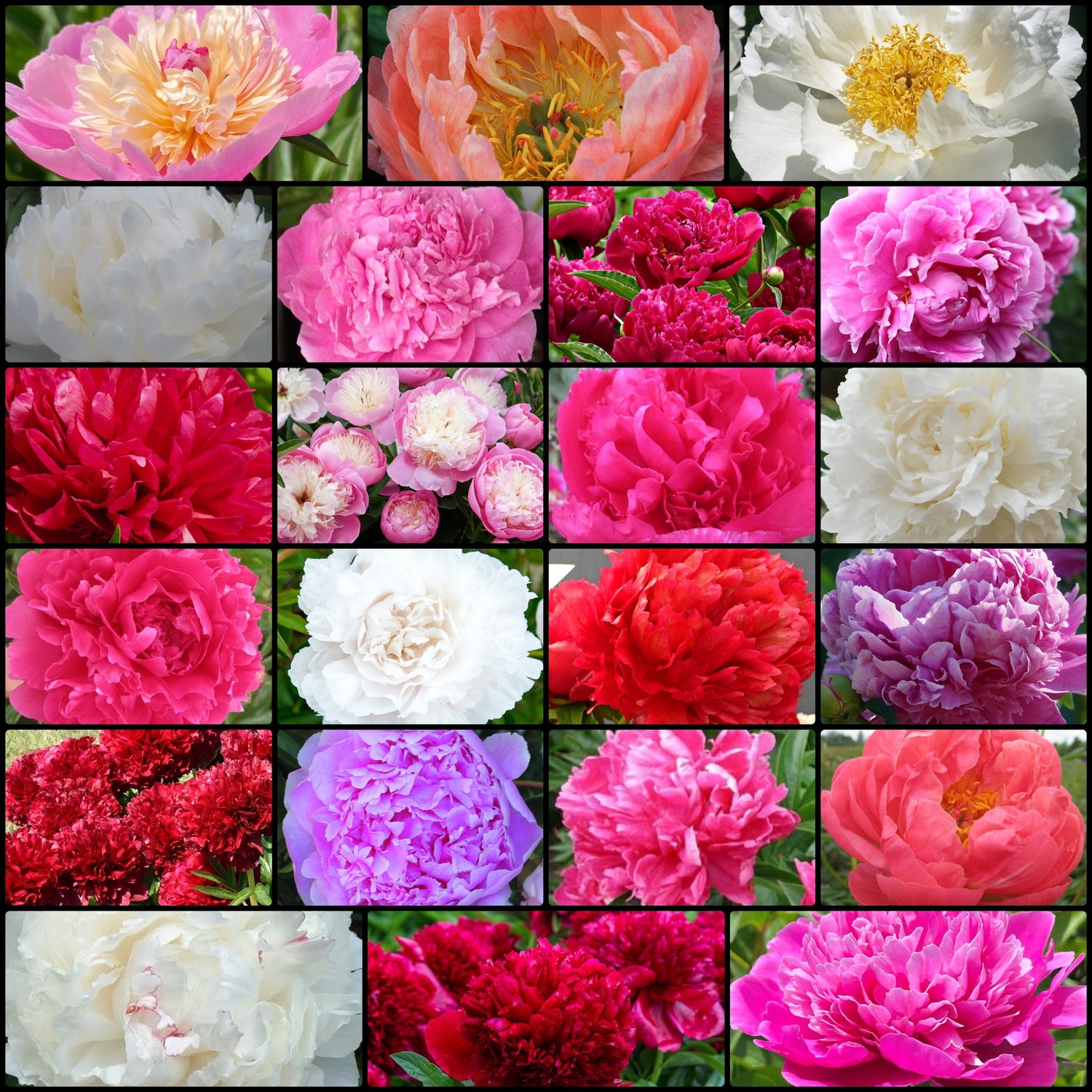 GET THEM ALL PEONY COLLECTION