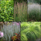 Native Grass Garden Collection