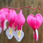 Spring Bleeding Heart Collection