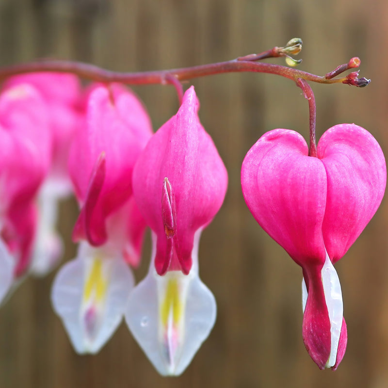 Spring Bleeding Heart Collection