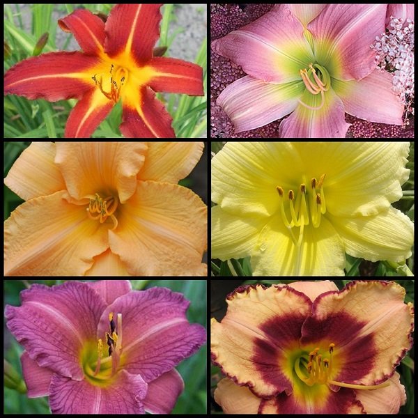 Starter Daylily Collection