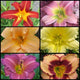 Starter Daylily Collection