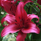 Specialty Lily Collection